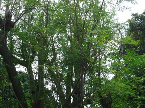 The Magic of The Moringa Tree – Over 300 Illnesses Kept at Bay – AYODEF’S LIVELIHOODS